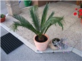 Cycas Revolute